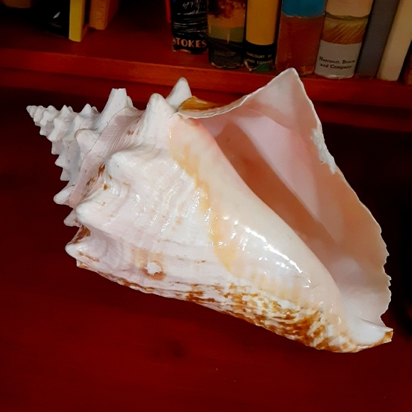 Rare Queen Conch Shell 9in - Picture 1 of 10